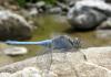 Orthetrum taeniolatum